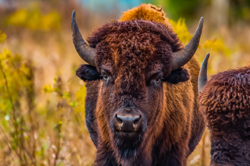 Closeup of a bison looking towards the camera.