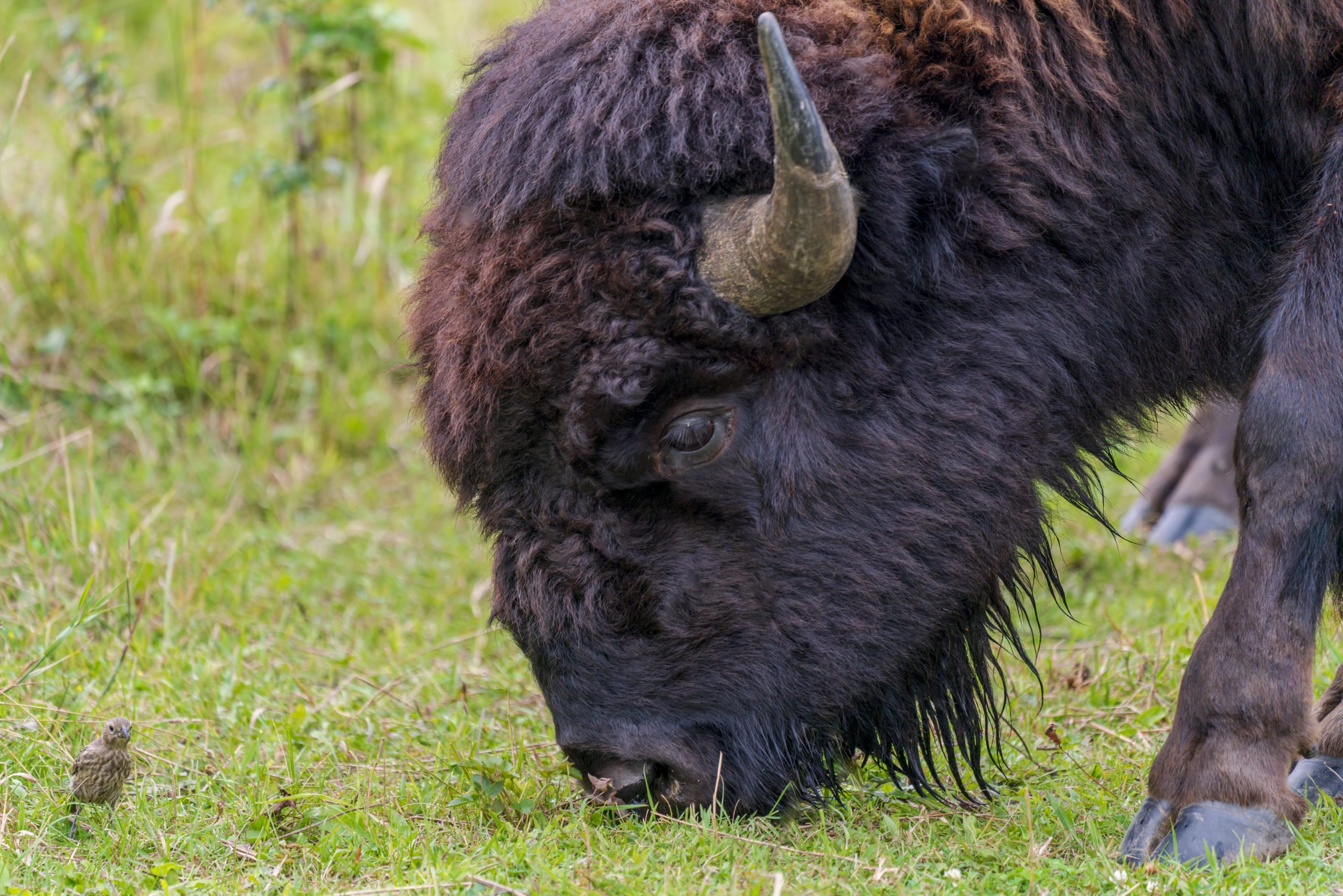 Closeup of a bison grazing. A small bird is a few inches from the bison's face.