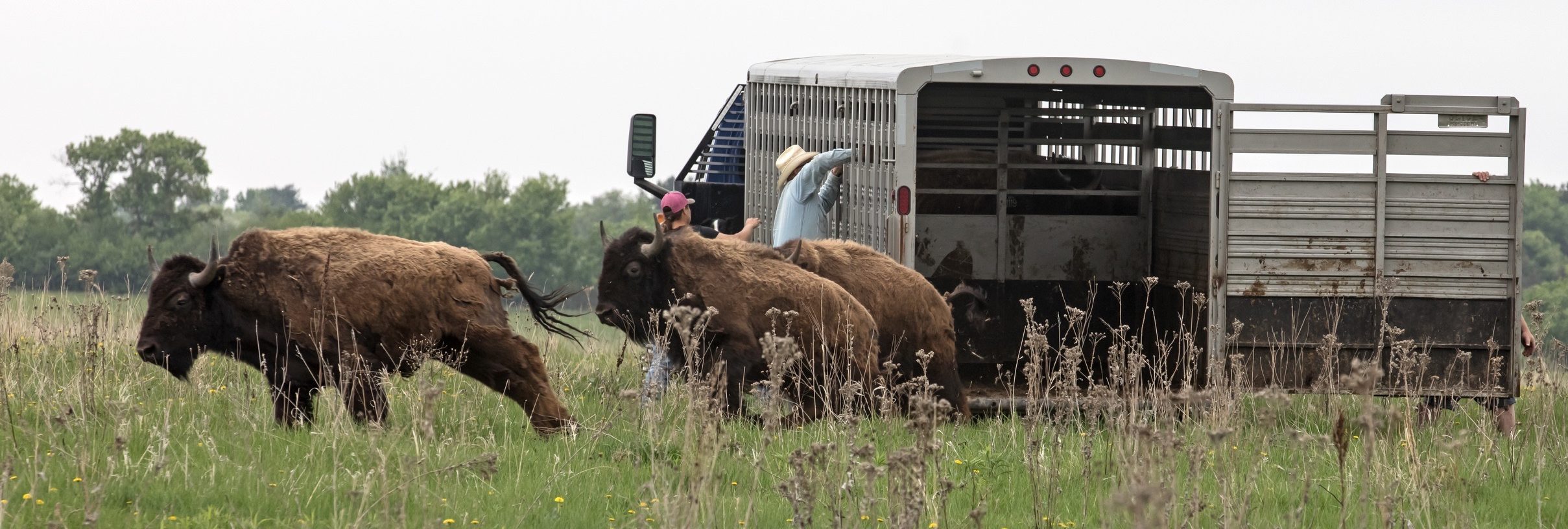 Two bison run off the back of a trailer into the prairie.