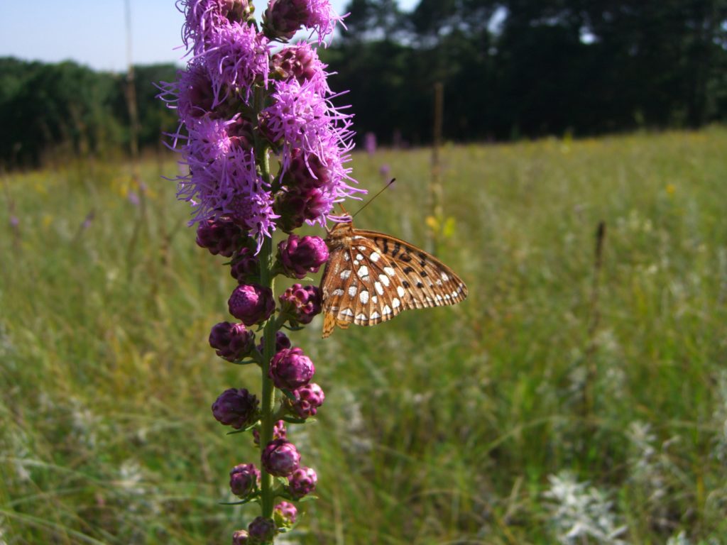 A butterfly perches on a purple flower in the prairie