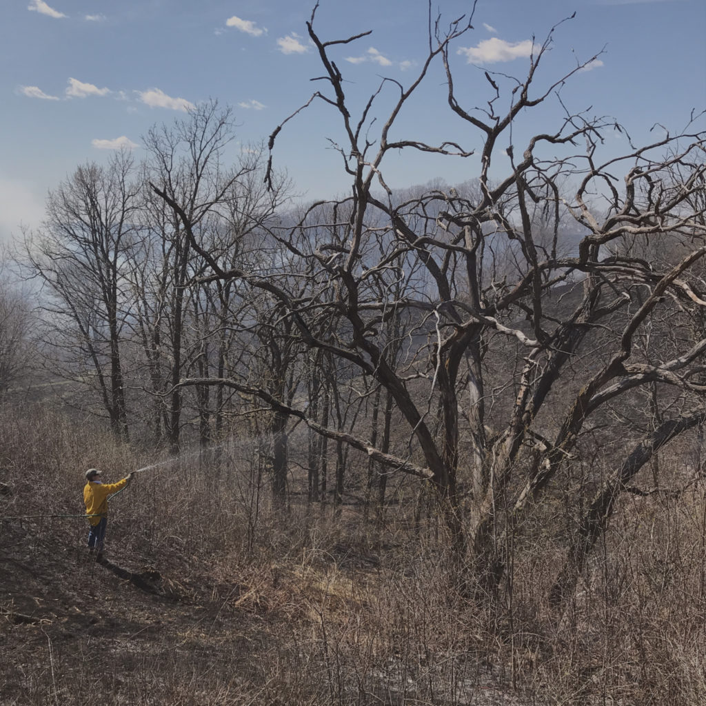 Man spraying trees after burn