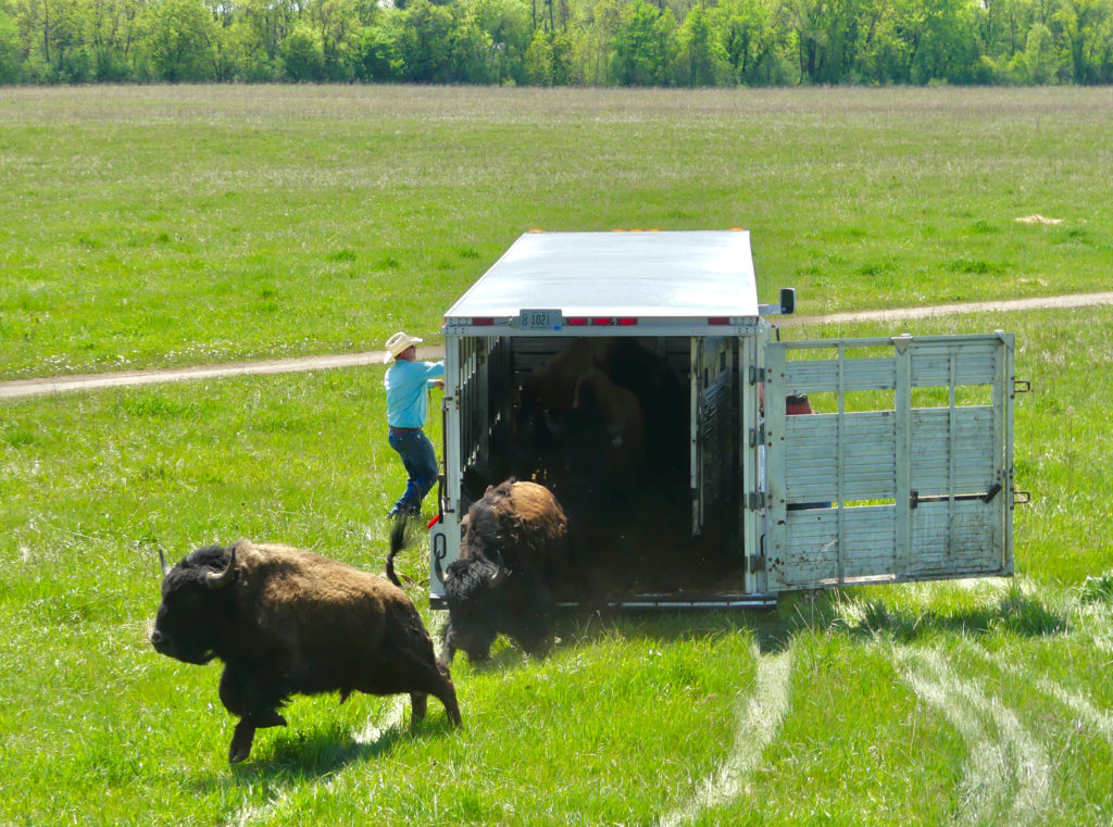 Bison are released from a trailer onto the Belwin Bison Prairie. / una persona guía una manada de bisontes a través de un campo de hierba.