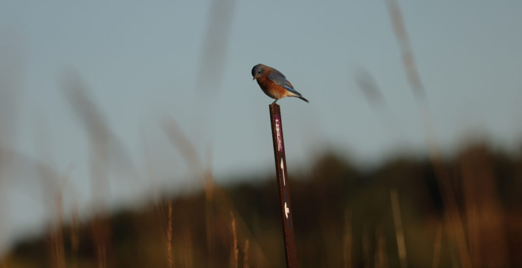 un pájaro azul posado sobre un tallo de hierba.