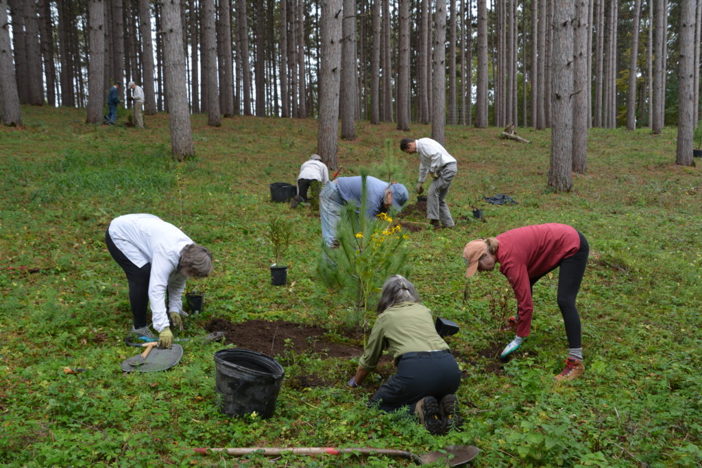 A group of people use tools to plant a young tree in the forest.