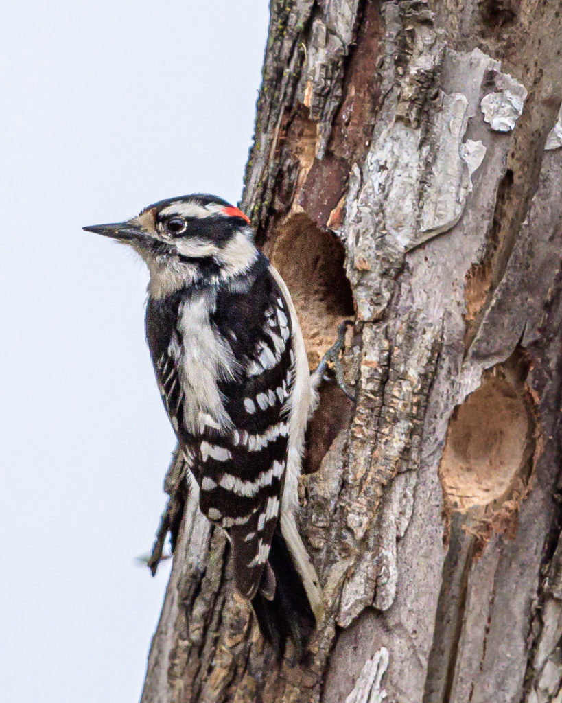Downy woodpecker building a nest. By Shiva Shenoy via Flickr.