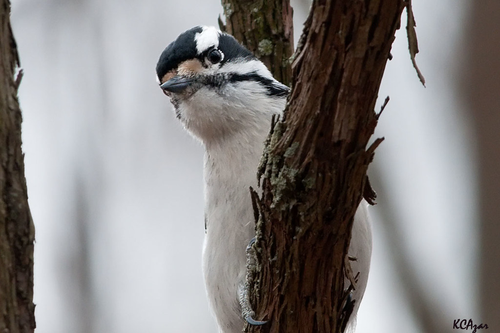 Downy Woodpecker by Kelly Colgan Azar via Flickr.