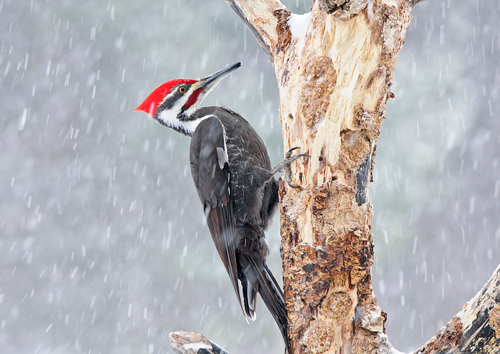 Pileated-woodpecker in the snow By Khushie Singh