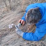 Lynette Anderson takes a photo of a blooming pasque flower at belwin