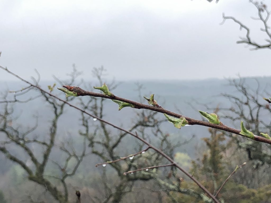 rain water on birch buds