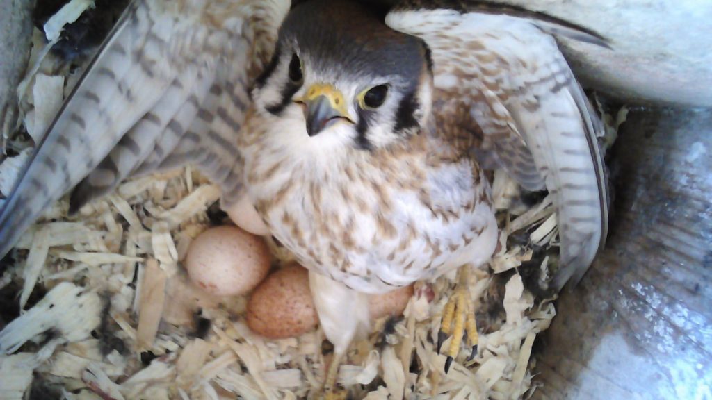 Kestrel protecting her eggs