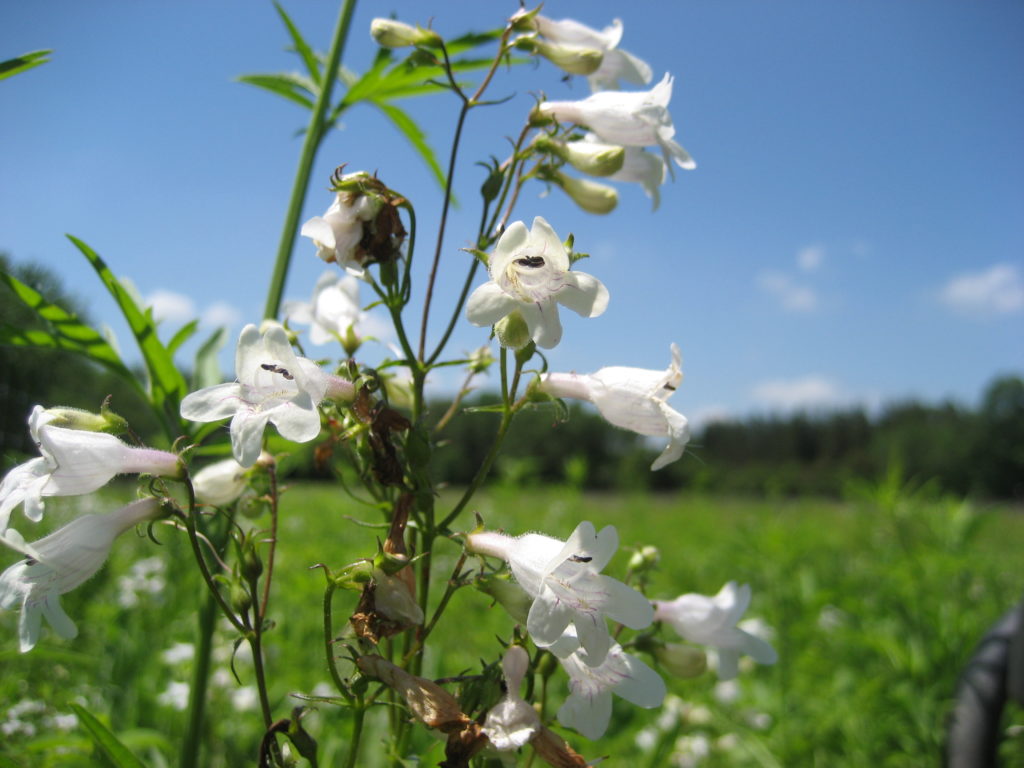 White plants in prairie