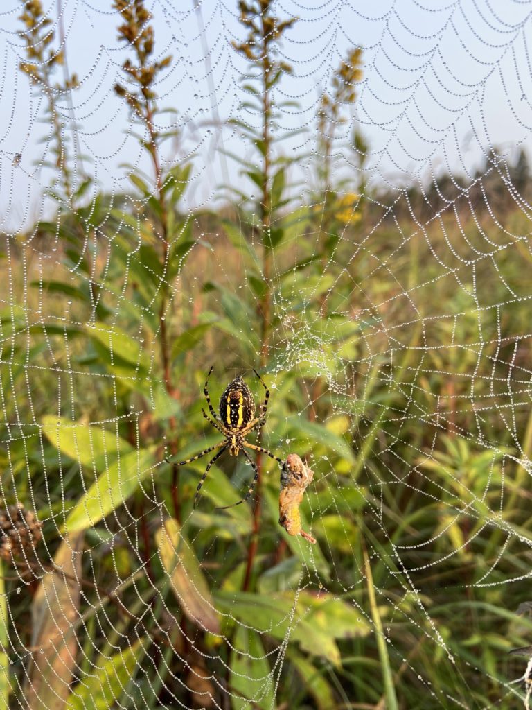 Yellow spider on spiderweb