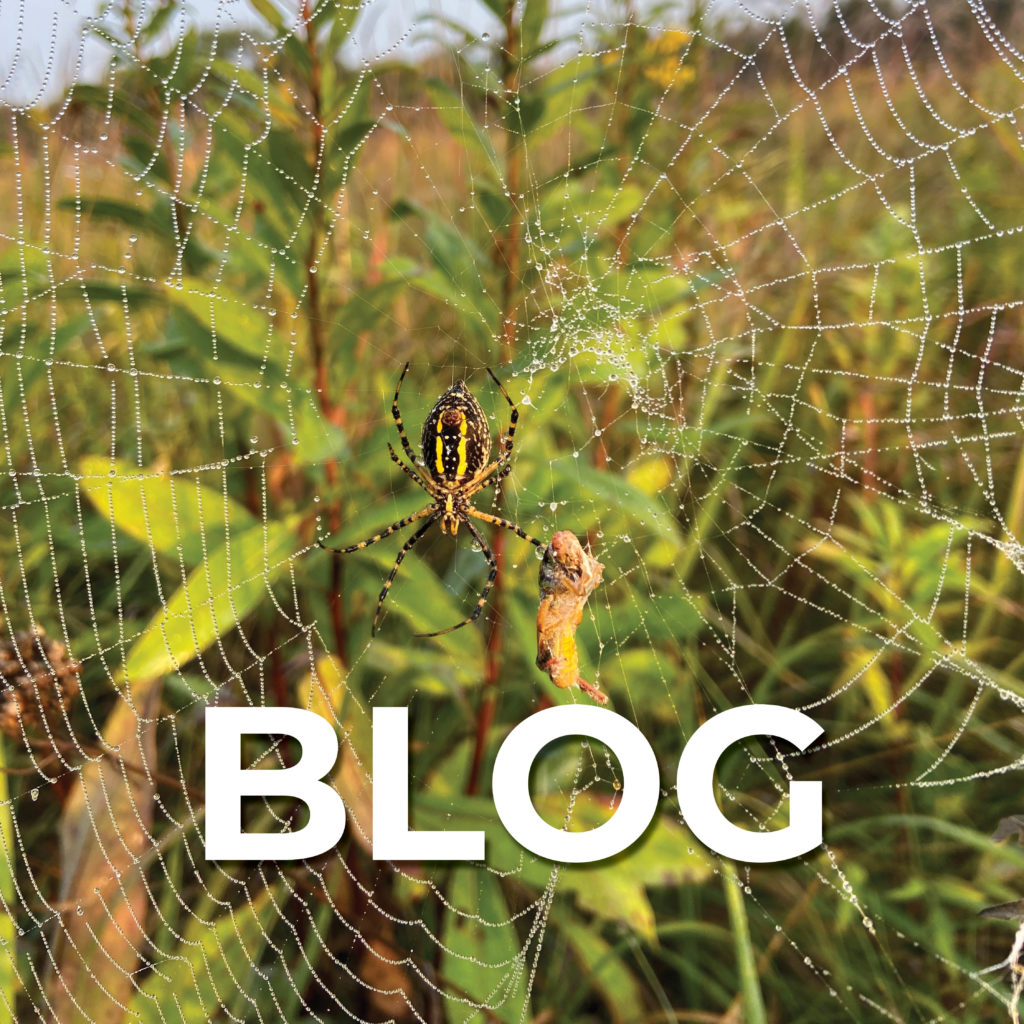 Spider in web; text that says "Blog"