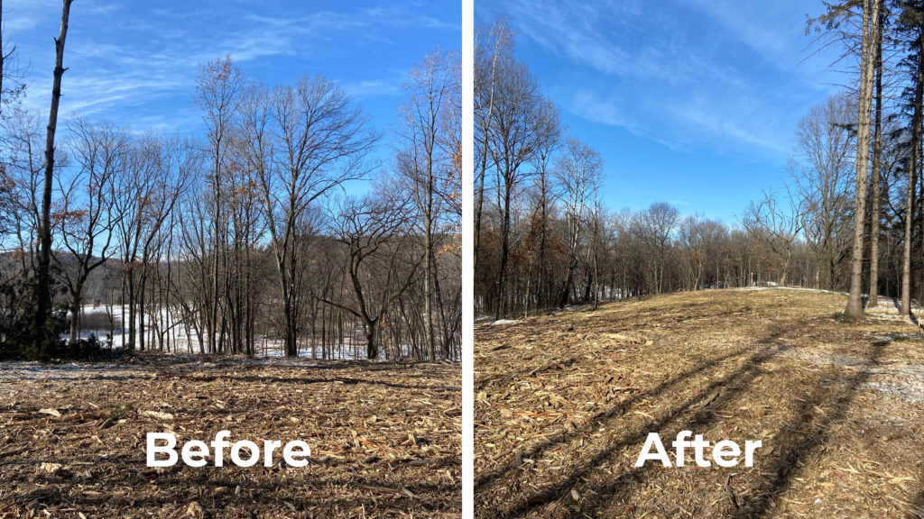 Before and After image showing area before and after trees were cleared