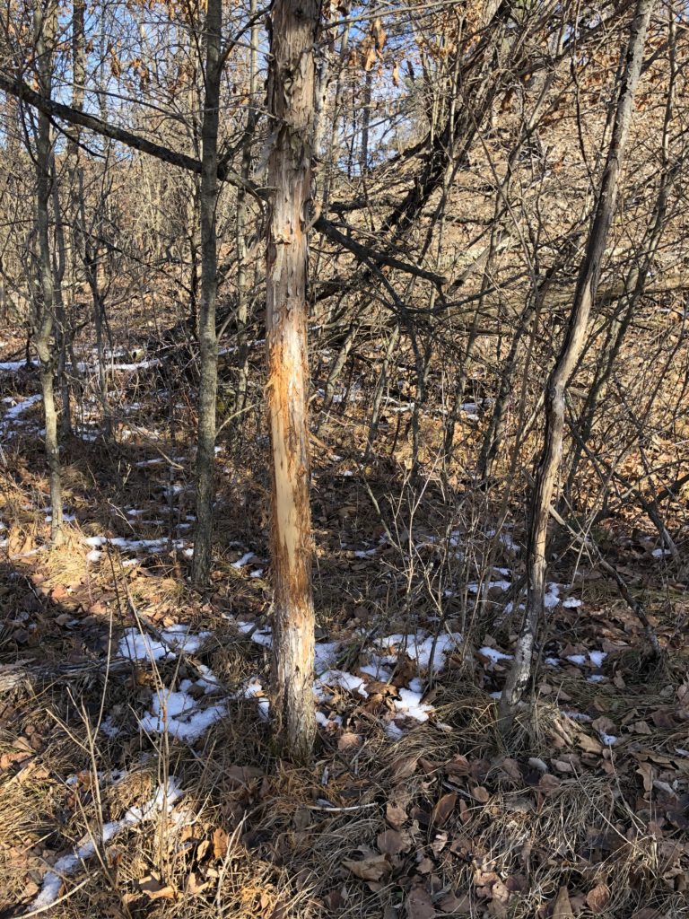 Trees showing rub marks from deer