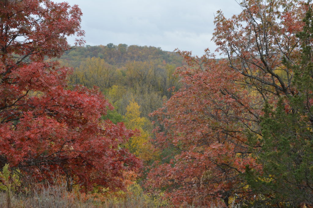 Dense foliage of trees with autumnal colors