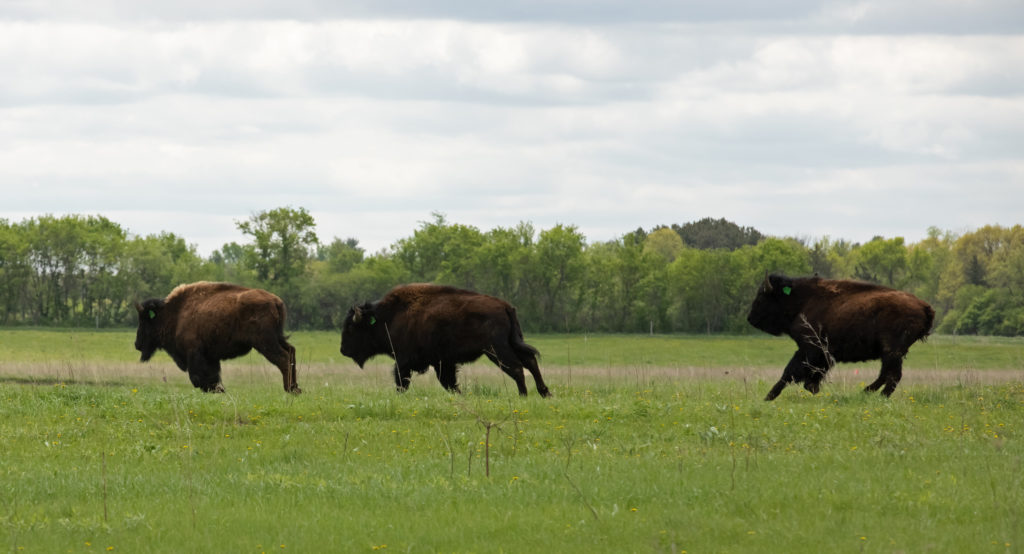 Bison running on the prairie