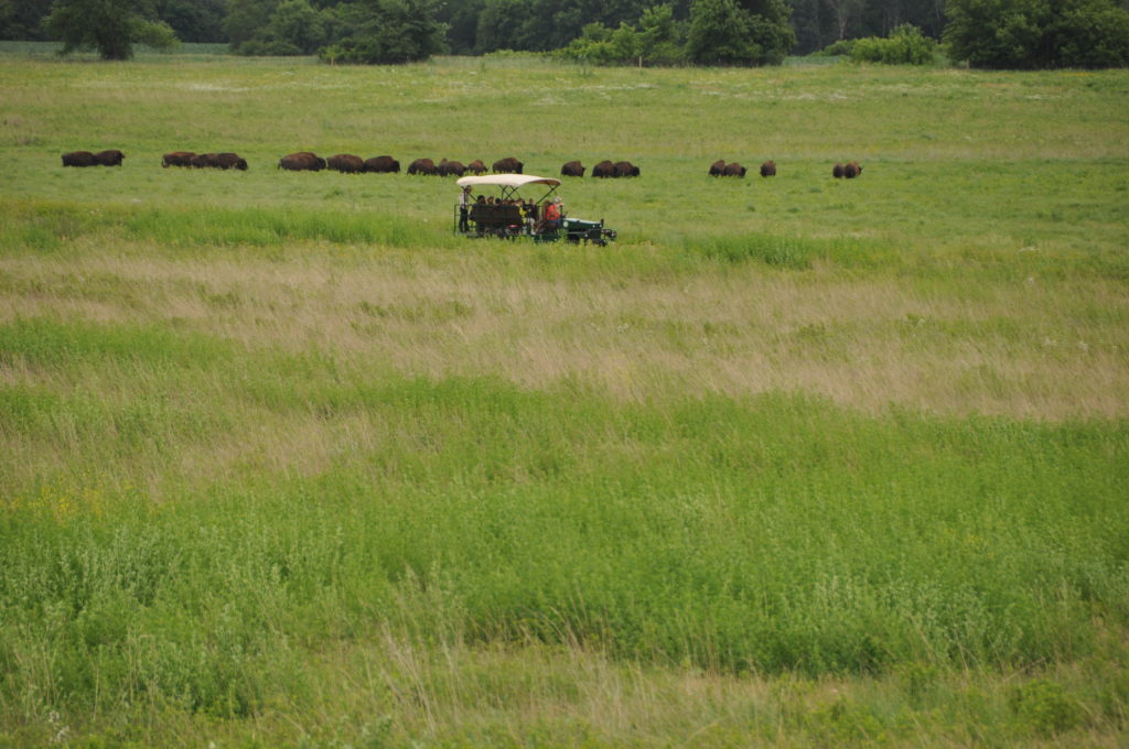 Buggy full of riders in prairie in front of a herd of bison