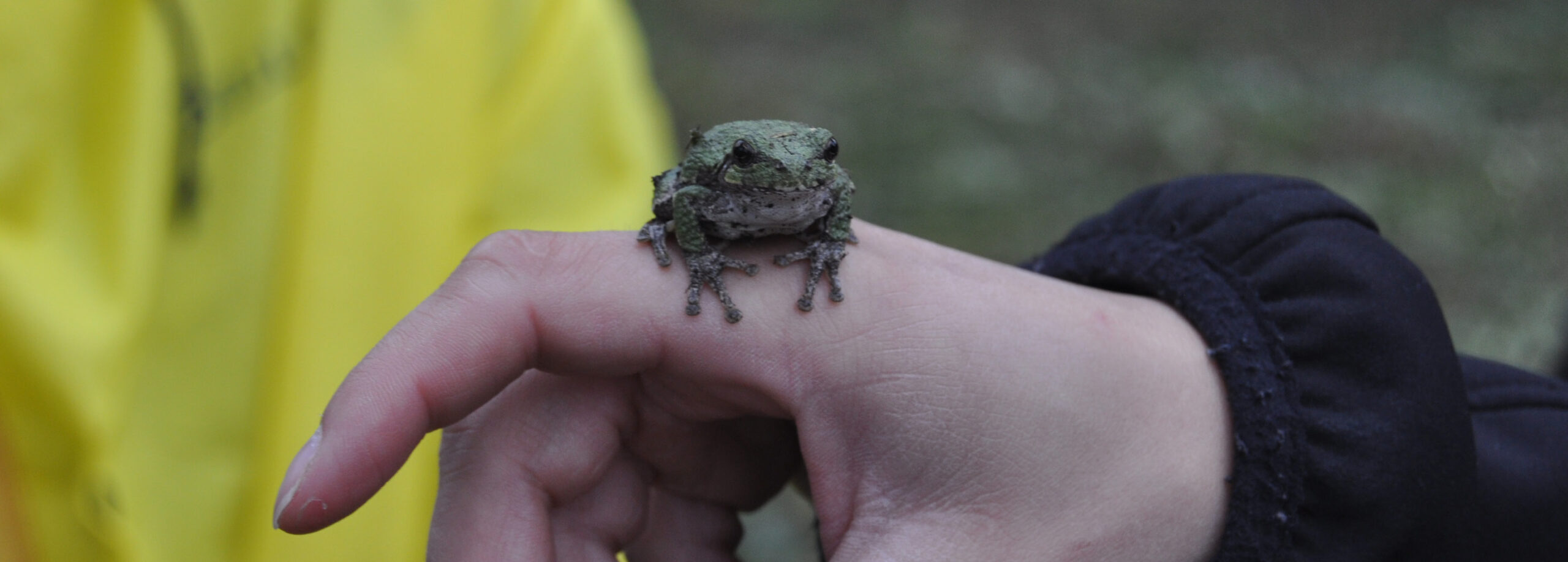 Frog on hand