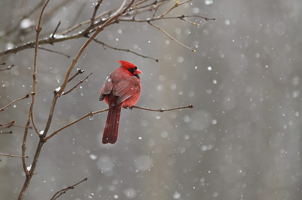 Cardinal on branch in the snow
