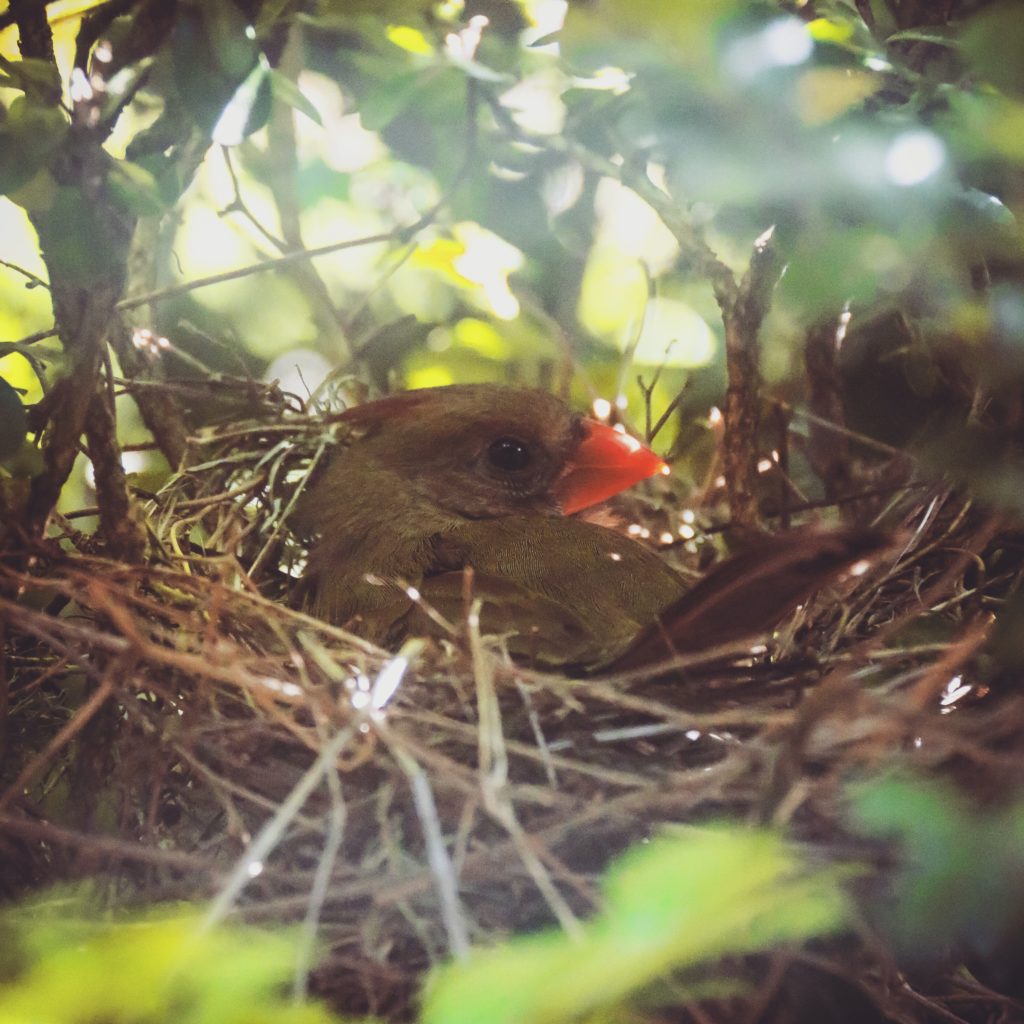 Female cardinal in a nest