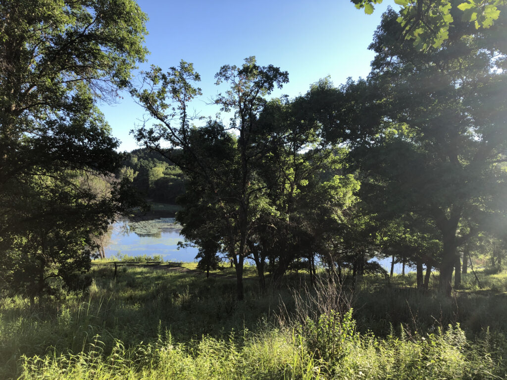 Pond behind trees
