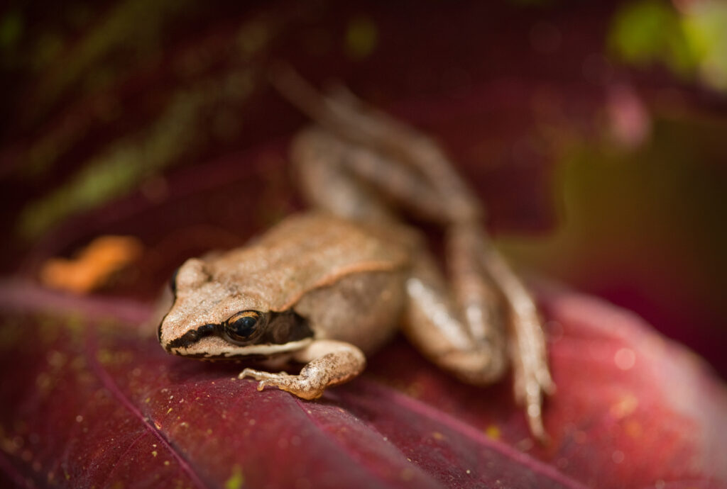 Wood frog on red leaf