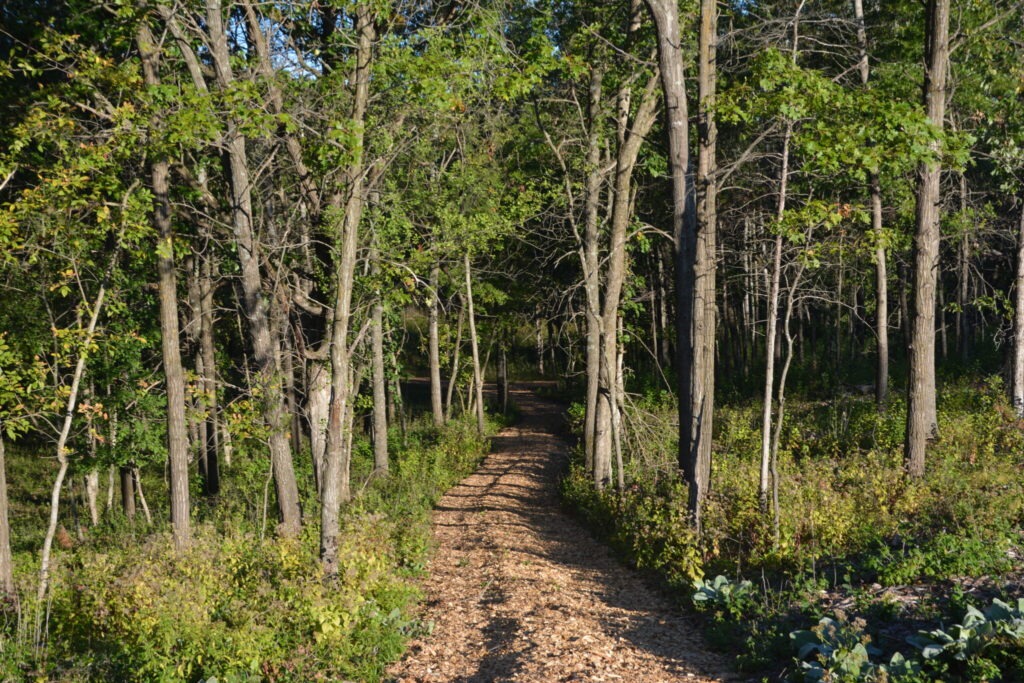 un camino de tierra en medio de un bosque.
