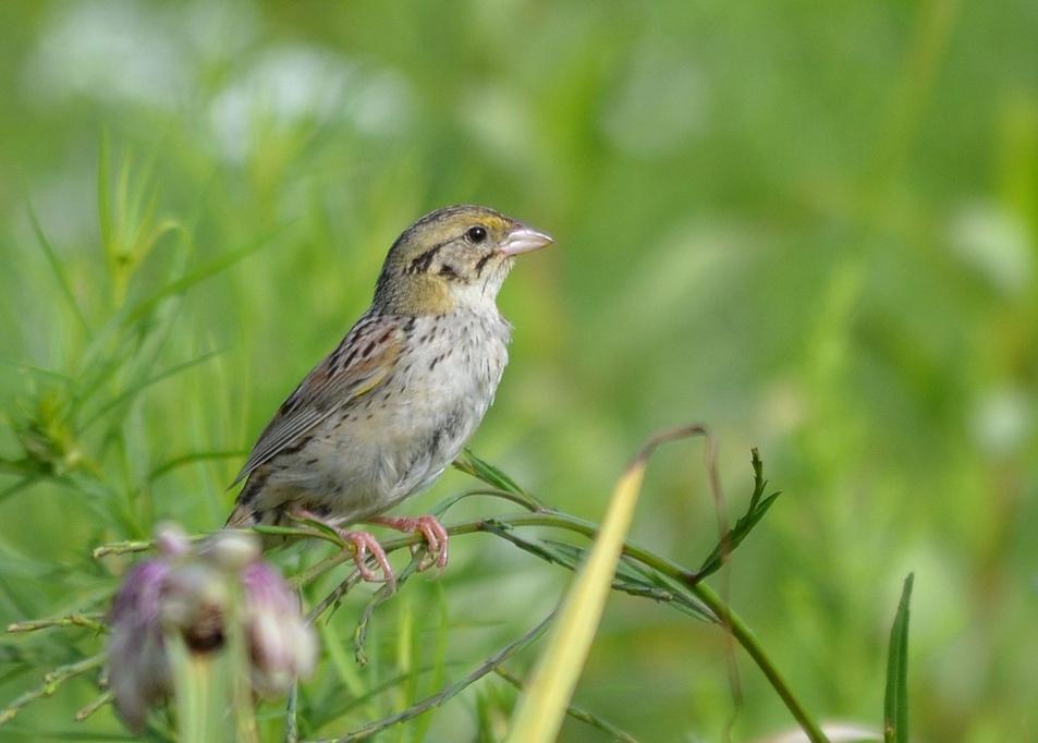 Henslow’s sparrow photo courtesy of Nina Koch