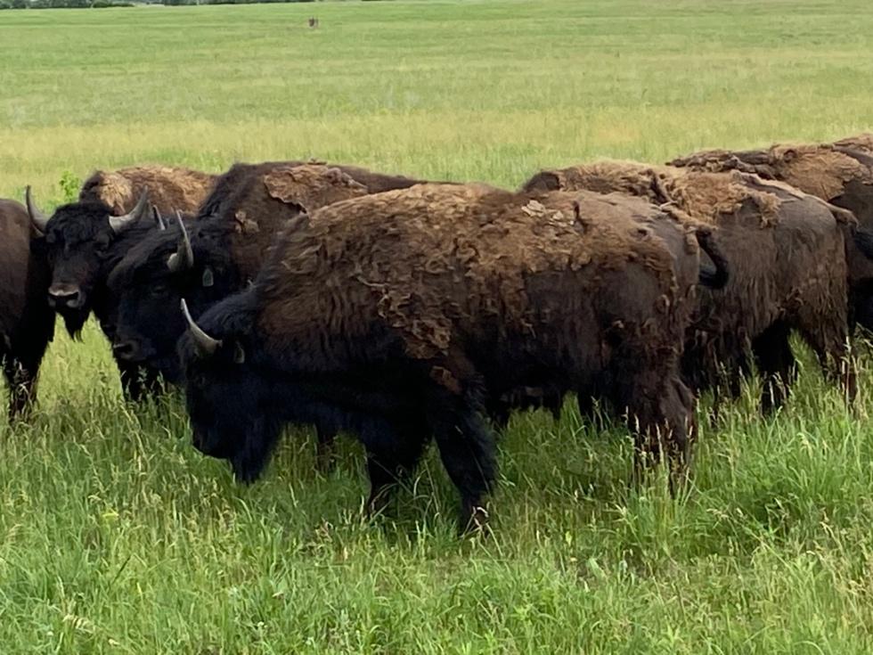 Bison at Belwin Conservancy, photo by Lynette Anderson.