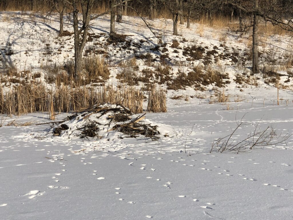 A beaver lodge spotted at Belwin Conservancy.
