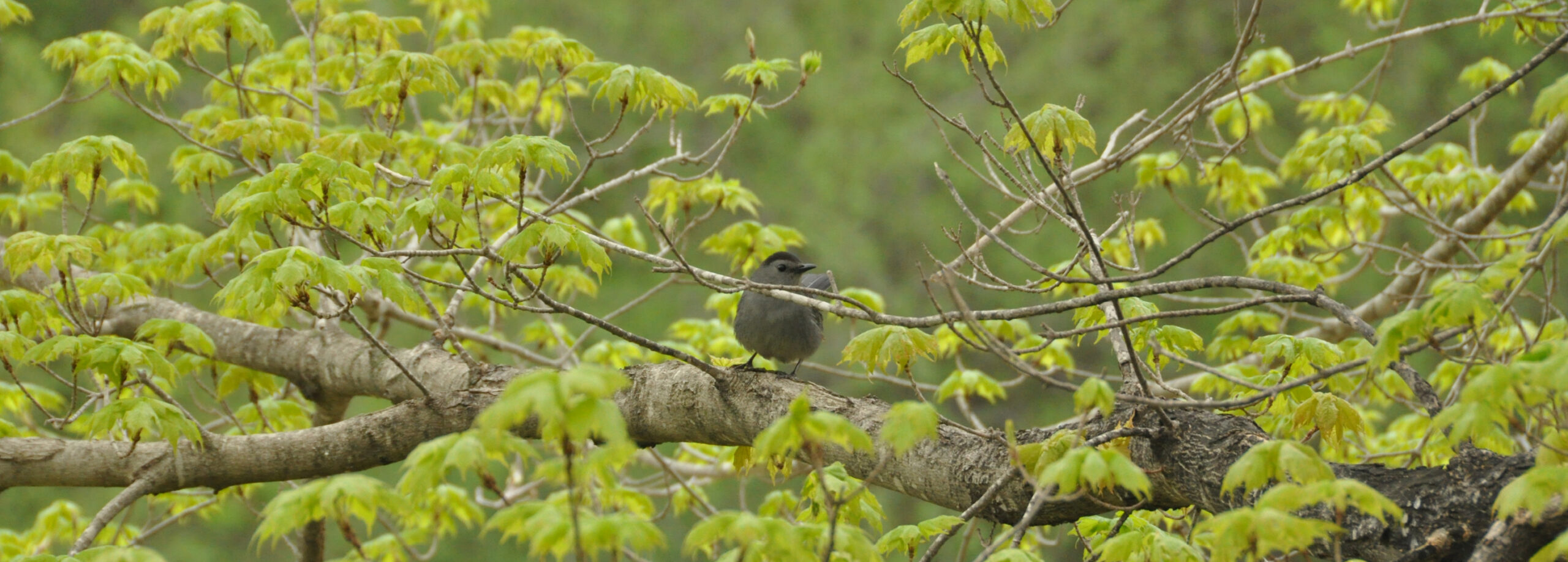 Bird hiding in branches
